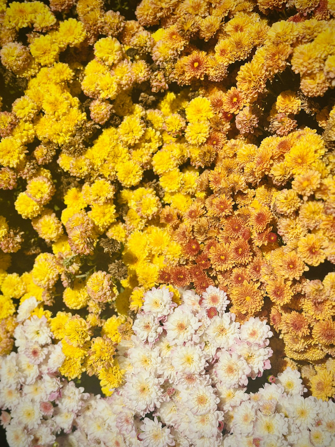 Snow-Covered Maple Tree