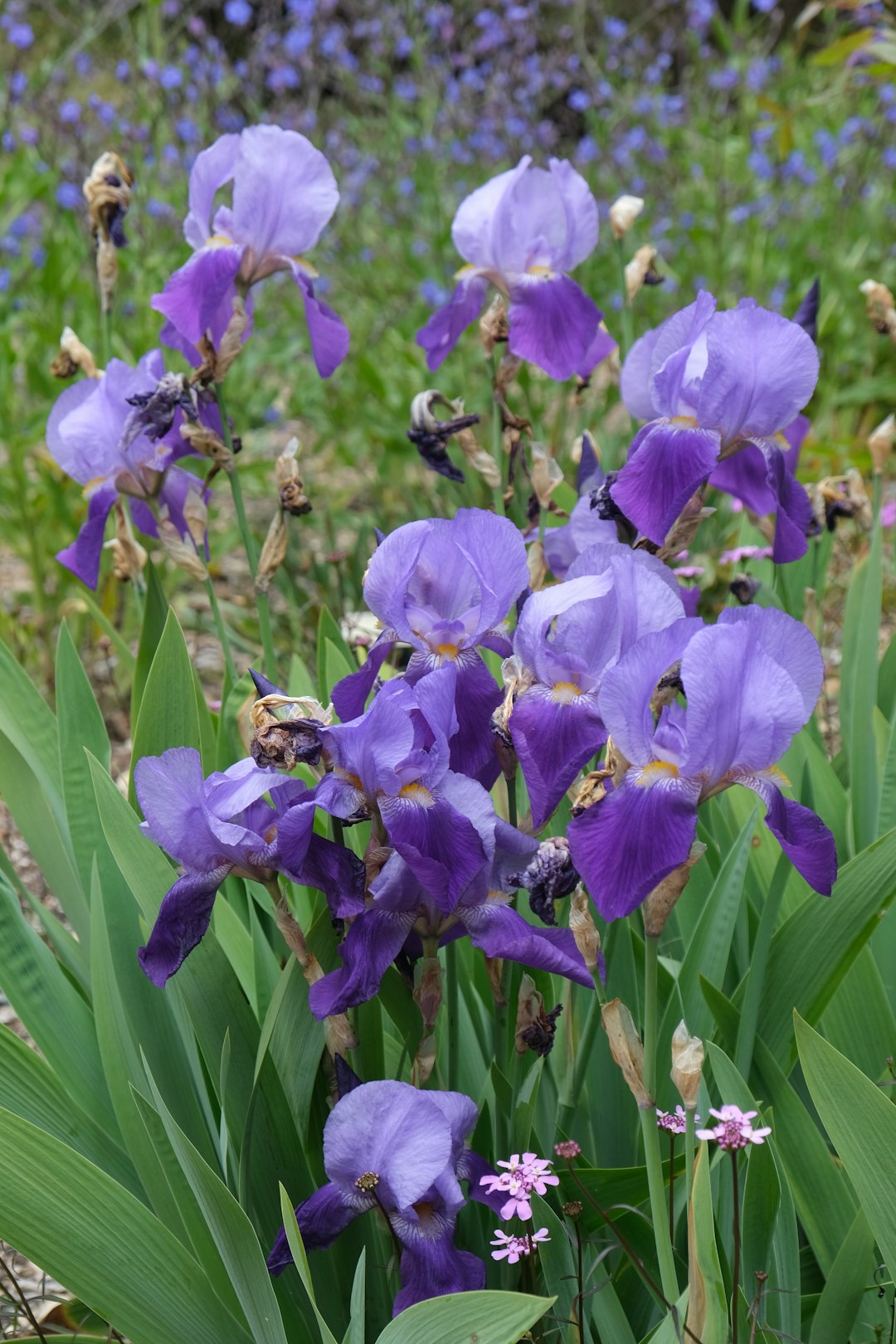 Yellow Iris Close-up