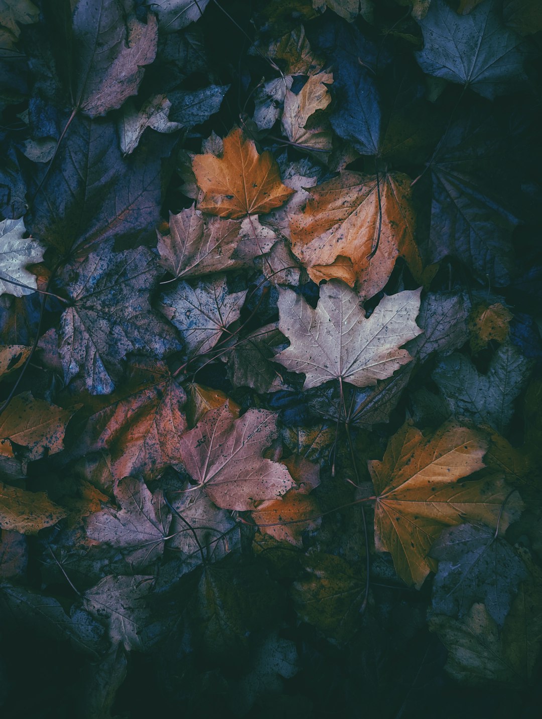 Maple Leaves Reflection